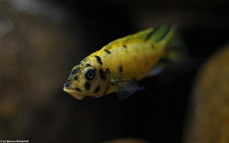 Maylandia sp. 'zebra gold' Kawanga